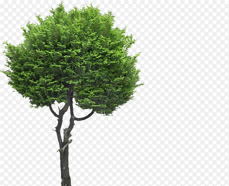 绿色清新大树环境