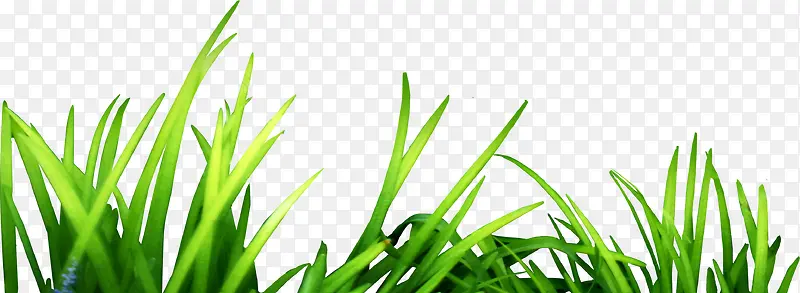 绿色卡通生长草地