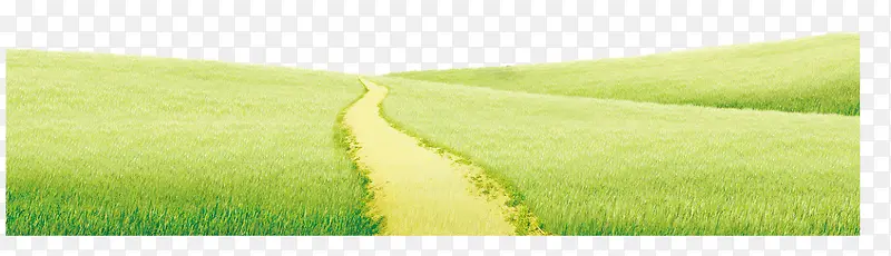 绿色草地小路