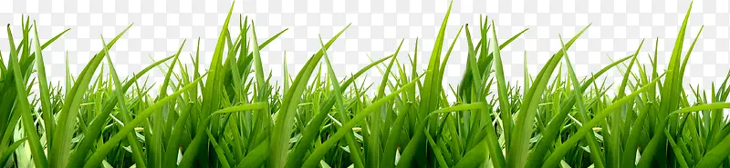绿色草地清新绿色