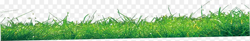 绿色草地植物标题素材