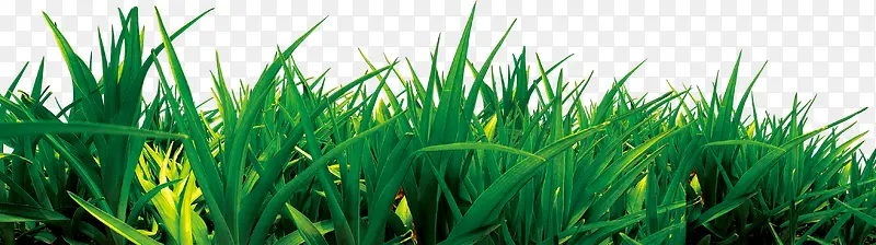 绿色时尚清新草地生长