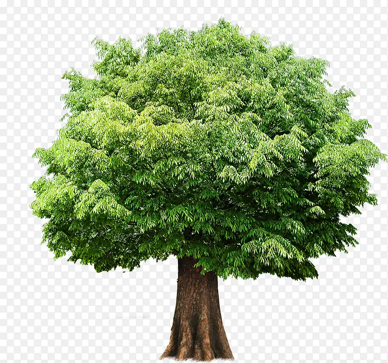 绿色茂密清新大树