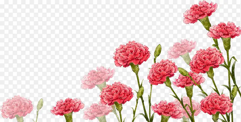红色康乃馨手绘花朵