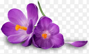 紫色花在手绘风格