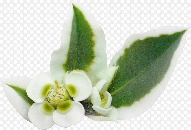 白绿色 小花朵