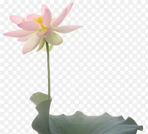水彩花卉装饰图标