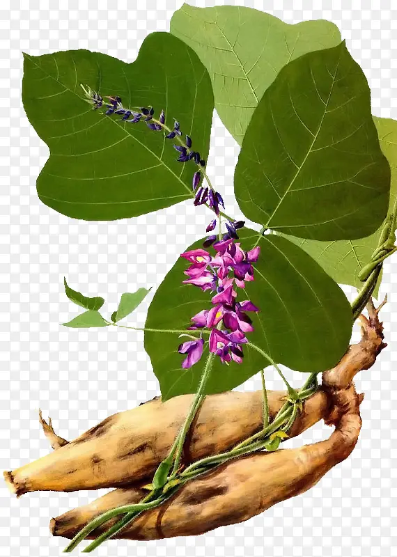 植物卡通树叶秋季花朵紫色