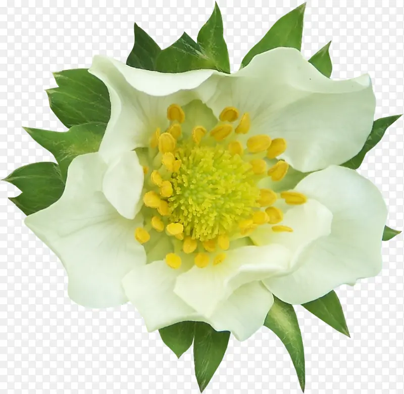 白色花卉植物合成效果高清摄影