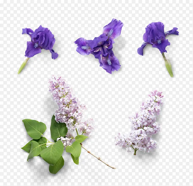 紫色薰衣草花朵植物