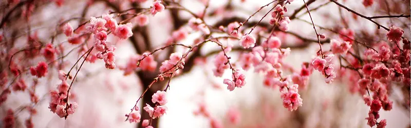 花朵背景