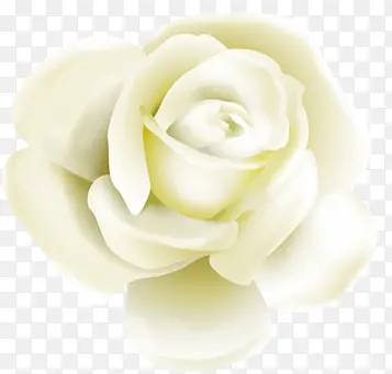白色玫瑰花卉背景七夕