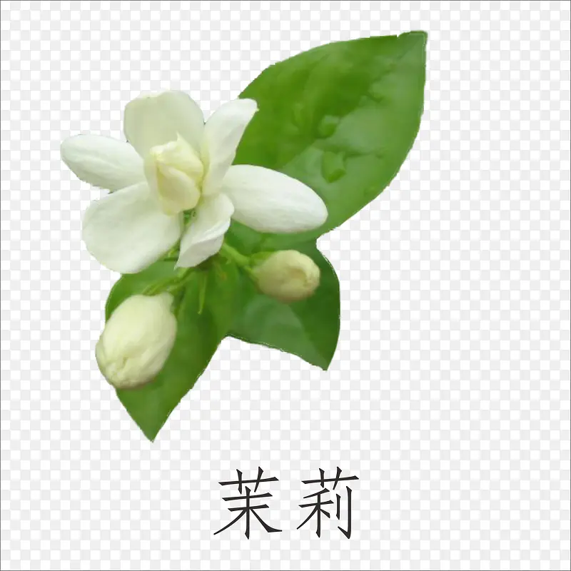 茉莉