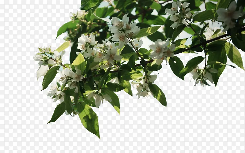 白花绿叶装饰