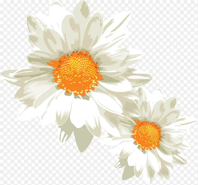白色鲜花