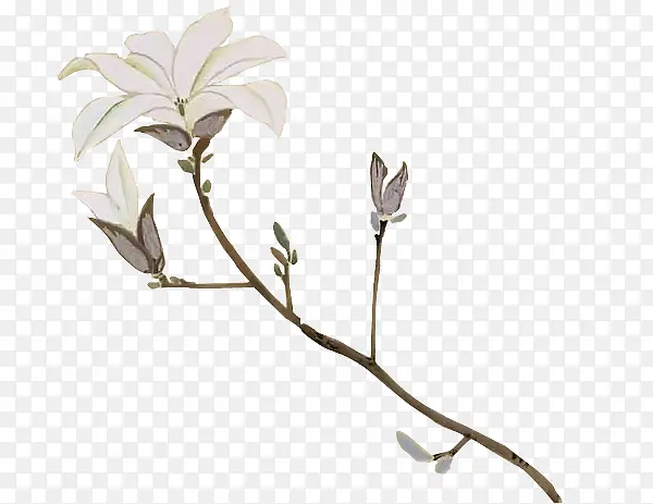 高清创意白色的手绘花卉植物