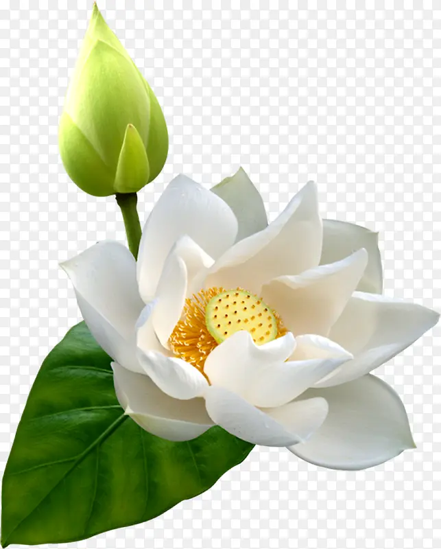 创意扁平风格合成白色的花卉