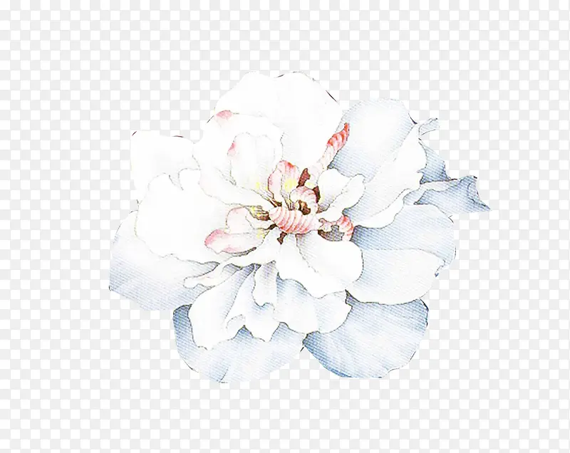 创意合成效果白色的花卉植物