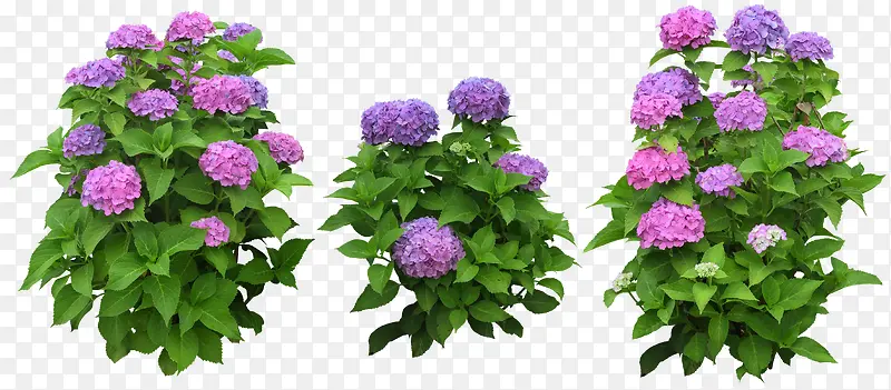 紫色花朵植物浪漫