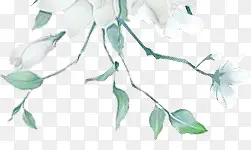 绿色枝叶白色花卉古风手绘