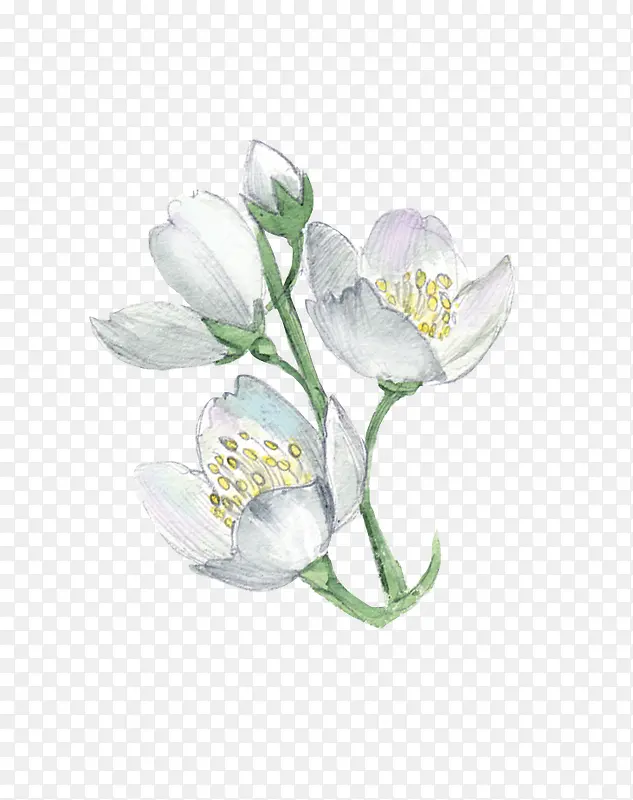 手绘插画白色花卉