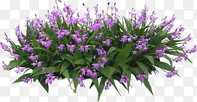 紫色小花绿叶景观装饰