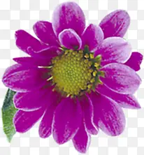 手绘紫色春季花朵
