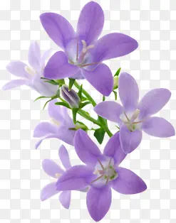 紫色手绘花朵装饰美景