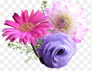 粉色紫色花朵素材