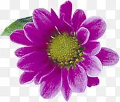 紫色艺术手绘花朵