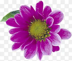 紫色创意水彩花朵