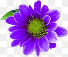 紫色文艺春季花朵