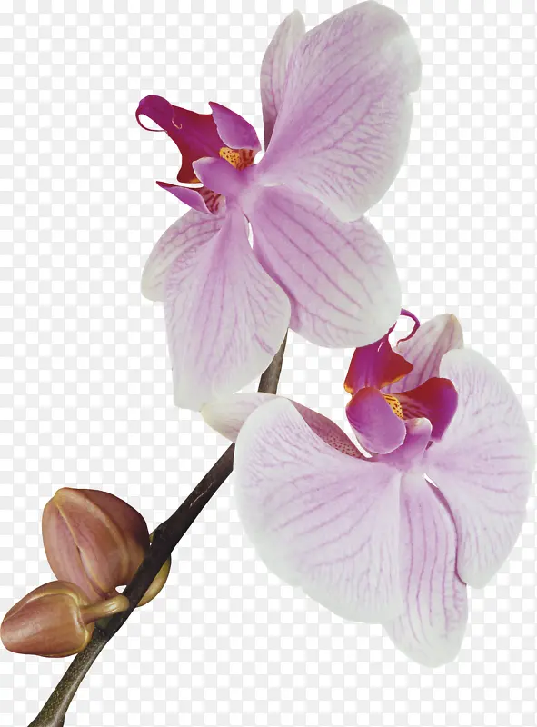 紫色石斛花