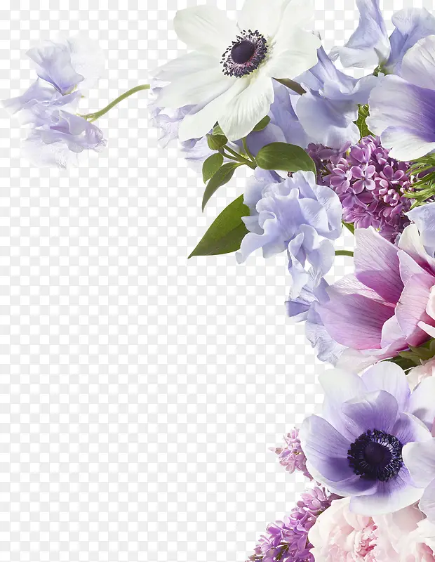 紫色的花卉效果植物