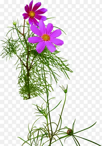 创意合紫色的花卉效果植物