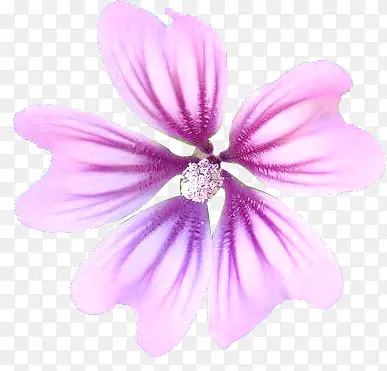 紫色唯美花朵手绘