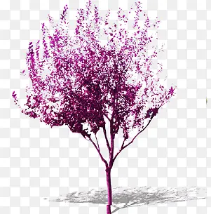 紫色花朵植物景观