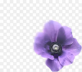 紫色花朵手绘梦幻