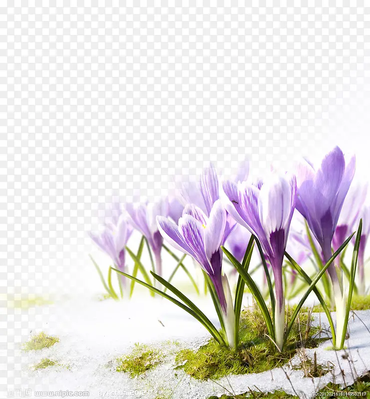 紫色梦幻花朵海报装饰