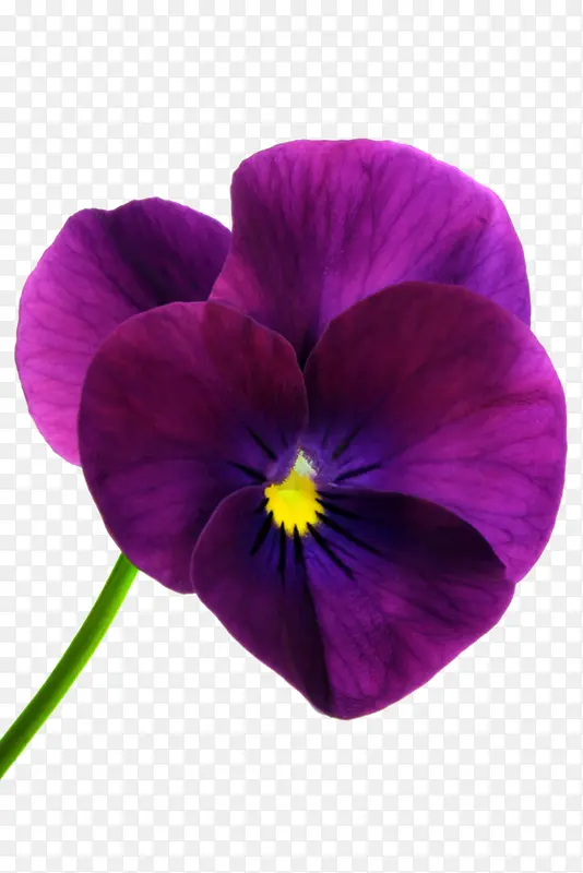 紫色花朵花卉高清摄影