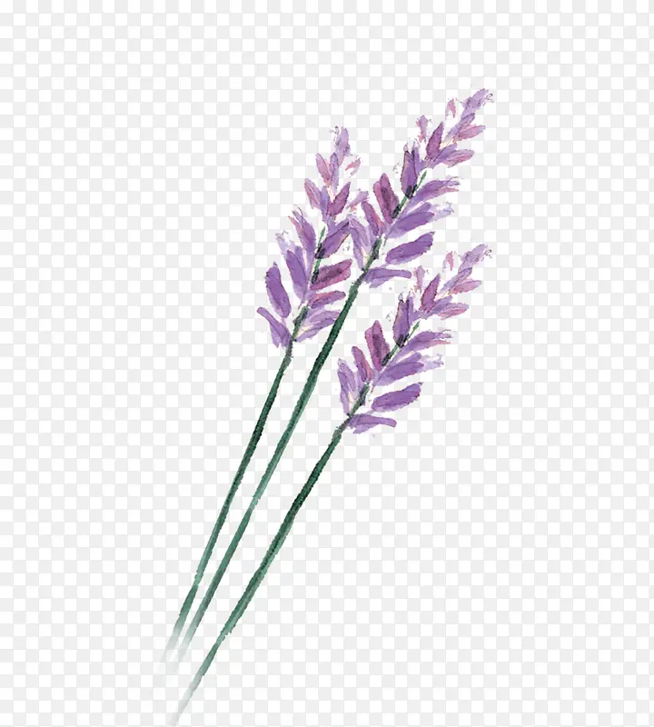 紫色花枝