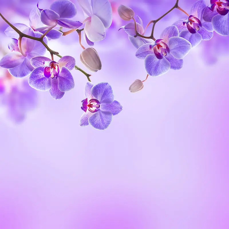 紫色背紫色小花朵