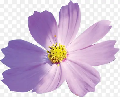 紫色春天盛开花朵唯美