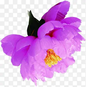 创意海报植物花朵紫色