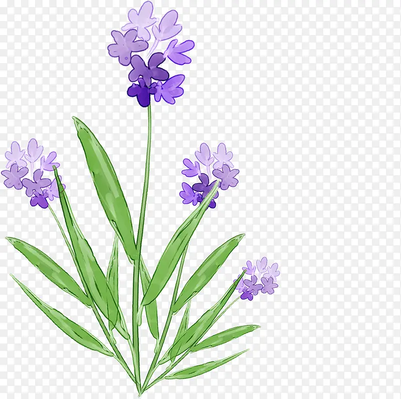 手绘紫色花朵小草