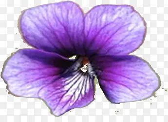 手绘紫色花朵复古装饰
