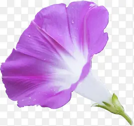 紫色鲜花牵牛花花朵