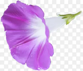 紫色鲜花新鲜花朵