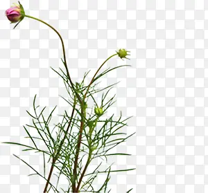 紫色春天花朵郊外