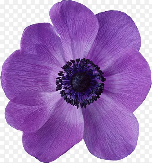 手绘紫色花朵花瓣